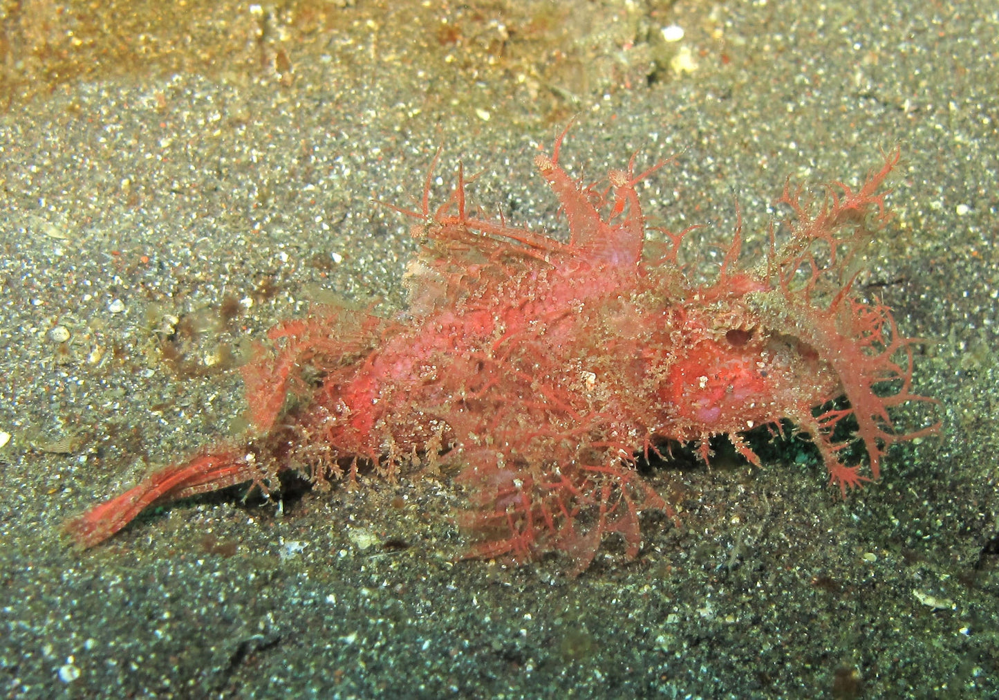 Scorpion Fish Size: L 2.5" to 4"