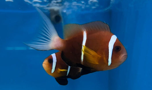 Rare Oman Special Grade Clownfish Size: L 3" to 4"