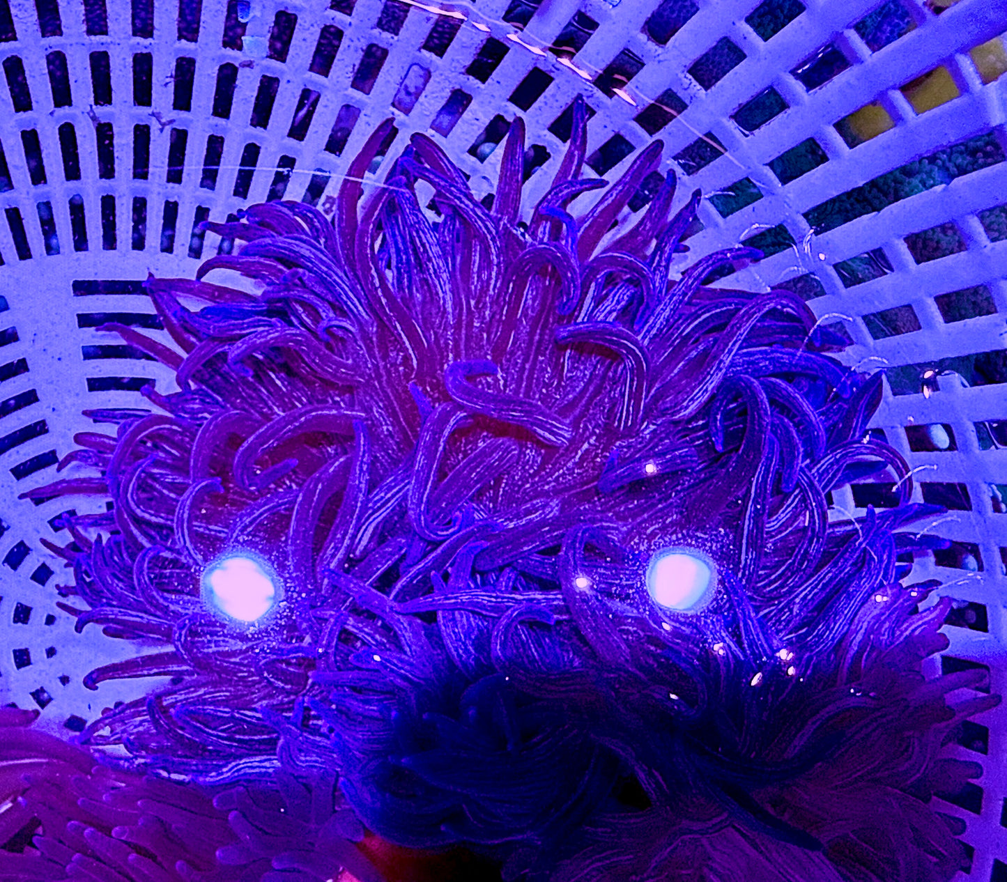 Purple Peppermint Long Tentacle Anemone PPLTA062602 WYSIWYG Size: M 3" to 4"