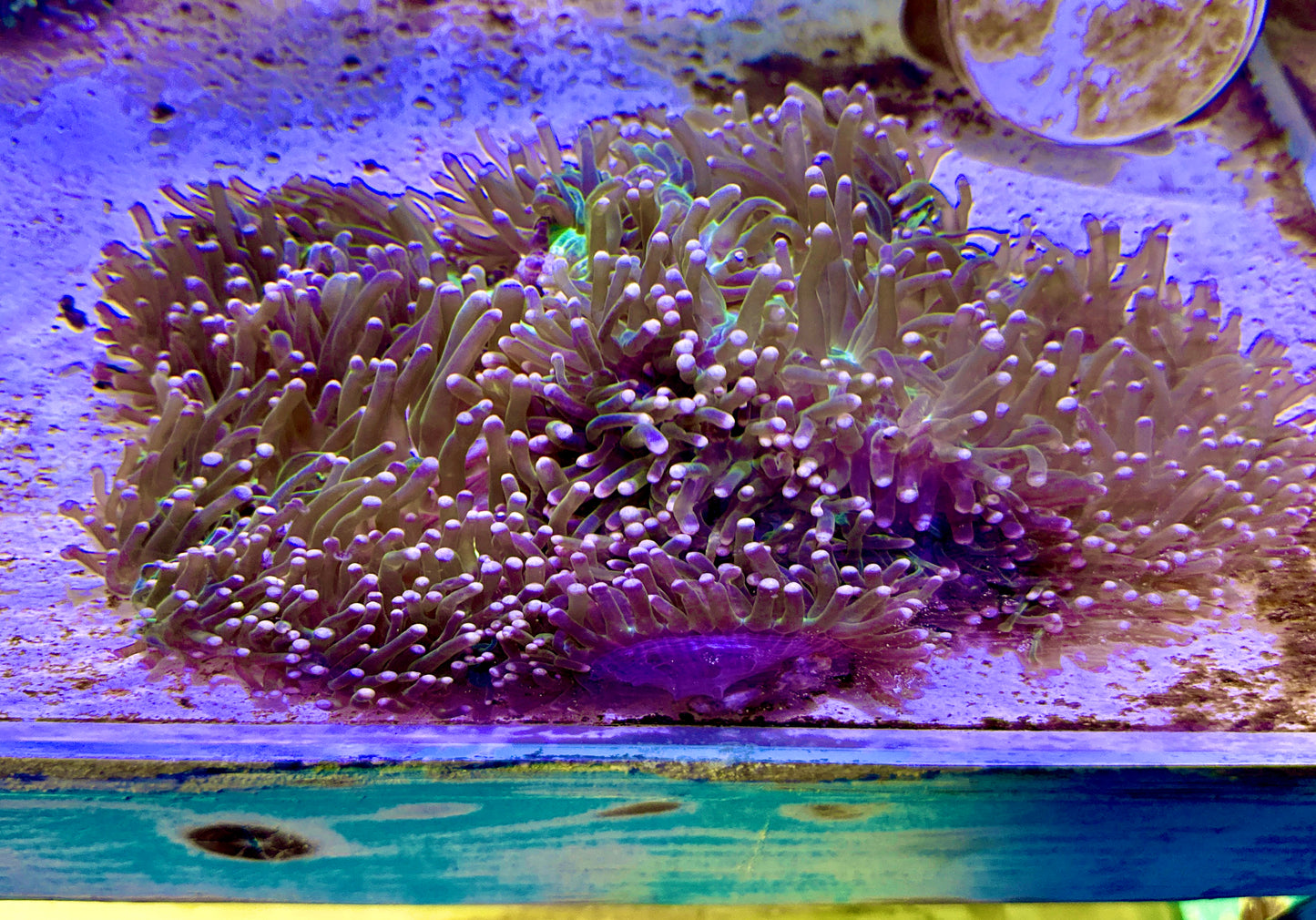 Purple Tip Neon Green Tentacle  Ritteri Anemone (Maldives Import) WYSIWYG PTRA062602 Size: XXXL/SHOW 16" and Above