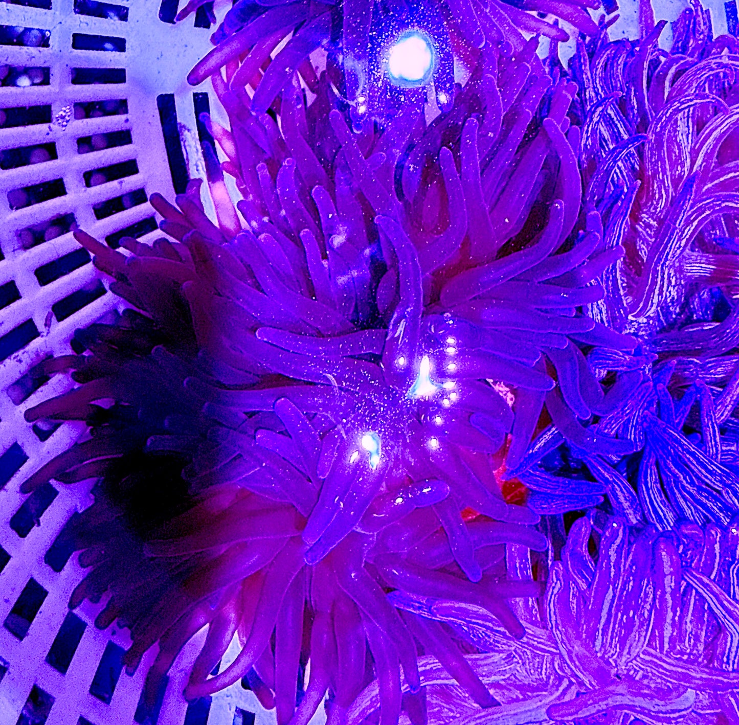 Purple Long Tentacle Anemone PPLTA062603 WYSIWYG Size: S 2" to 3"