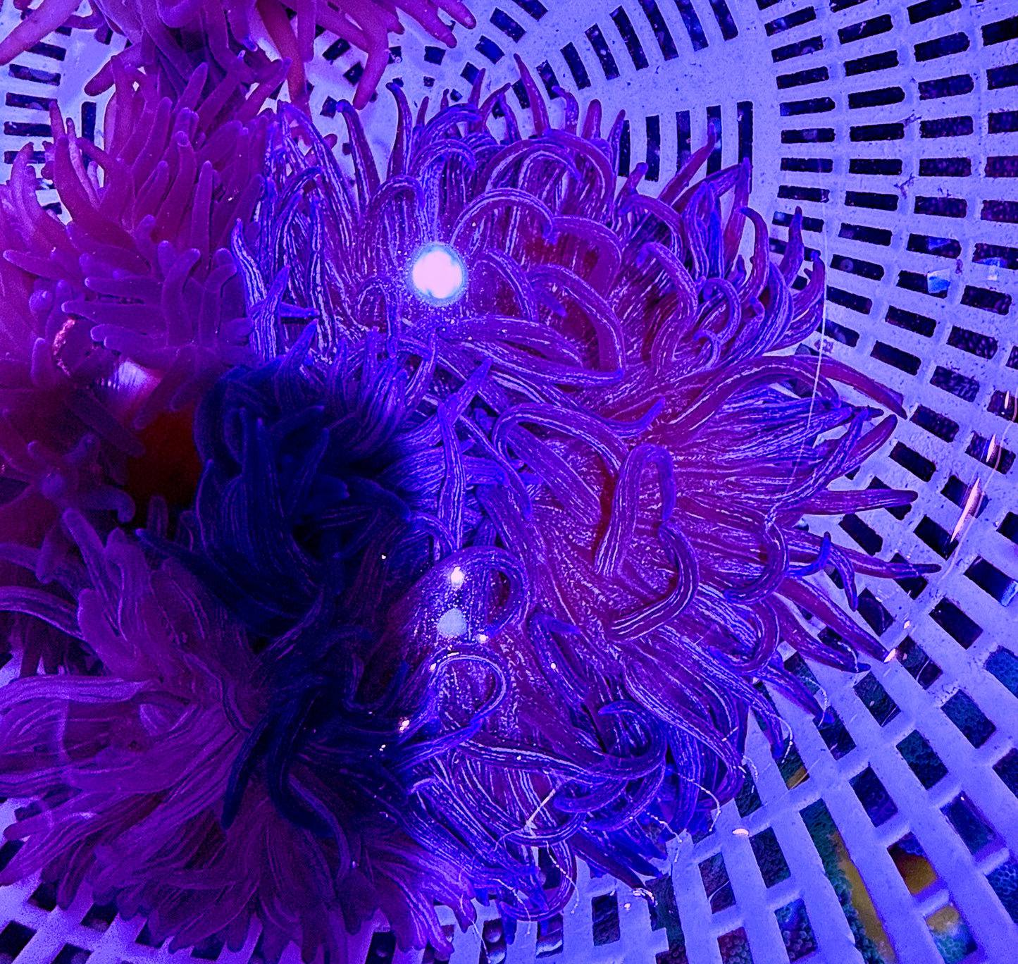 Purple Peppermint Long Tentacle Anemone PPLTA062602 WYSIWYG Size: M 3" to 4"
