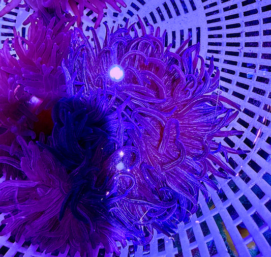 Purple Peppermint Long Tentacle Anemone PPLTA062602 WYSIWYG Size: M 3" to 4"