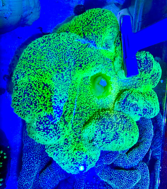 Super Neon Green Carpet Anemone  (Haddoni) NGCA062202 WYSIWYG Size: XXXL/SHOW 12" and Above