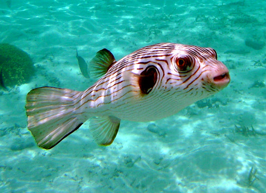 Manila Lined Pufferfish (Male) Size: L 4" to 5"
