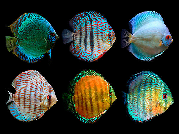 Discus Assorted(Maldives) Size: Tiny 1