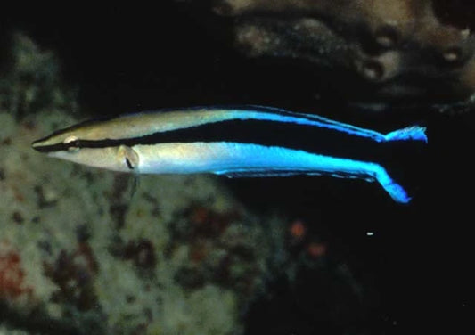 Mimic Blue Cleaner Wrasse Size: XL 2" to 3”