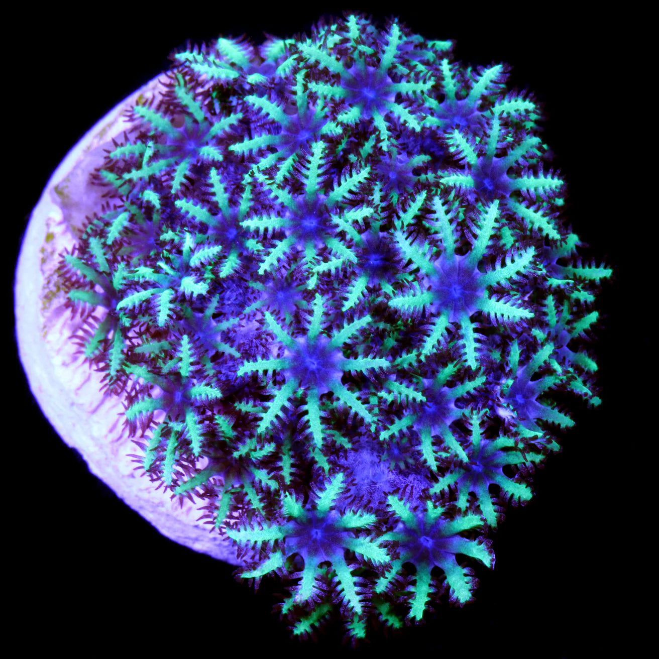 Neon Aussie Blue/Green Sympodium Polyp Size: M 0.75" to 1" Frag - Violet Aquarium 