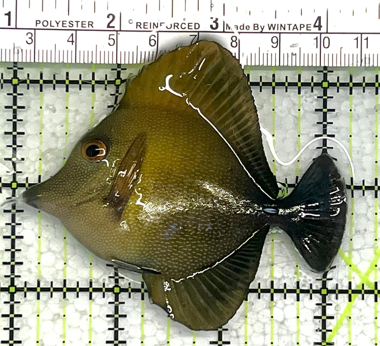 Scopas Tang ST033102 WYSIWYG Size: M 3" approx