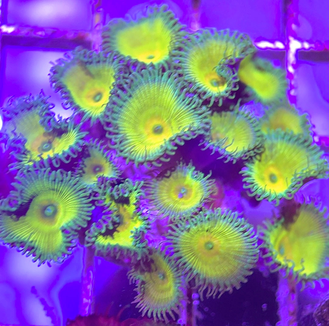 Aquacultured Zoanthids/Playthoa AZP031304 WYSIWYG