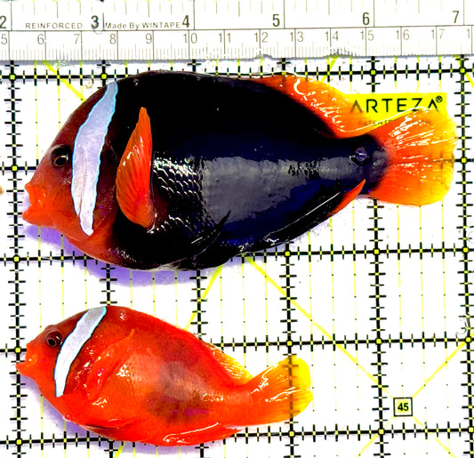 Cinnamon Clownfish Wild Caught Pair TCWCP030101 WYSIWYG Size: Show 3.75" approx
