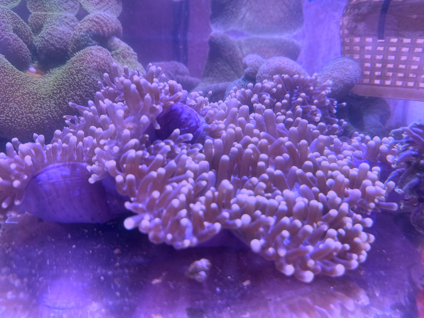 Unique  Ritteri Anemone (Maldives Import) WYSIWYG PTRA062601 Size: XXXL/SHOW 16" and Above