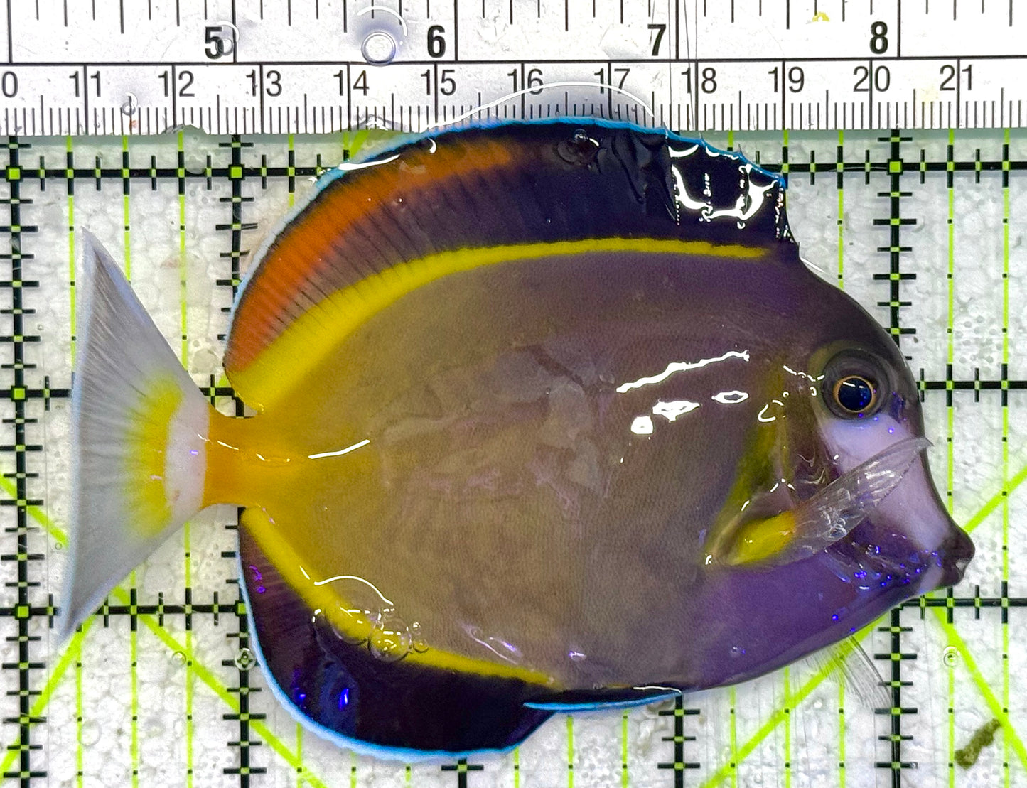 Powder Brown Tang PBT033102 WYSIWYG Size: L 4" approx