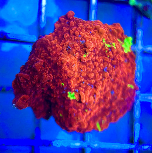 Red and Green Grafted Montipora RGGM042202 WYSIWYG