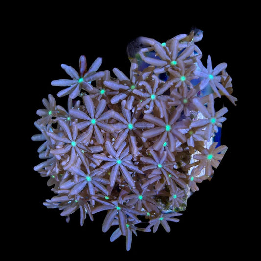 Indo Ultra Daisy Polyps Size: M 0.75" to 1"