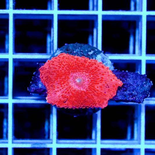 Ultra Red Aussie Mushroom Size: M 0.5" to 0.75" Approx - Violet Aquarium 
