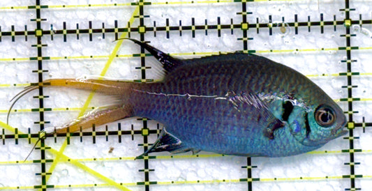 Yellowtail Double Bar Chromis YDBC040103 WYSIWYG Size: M 3" approx