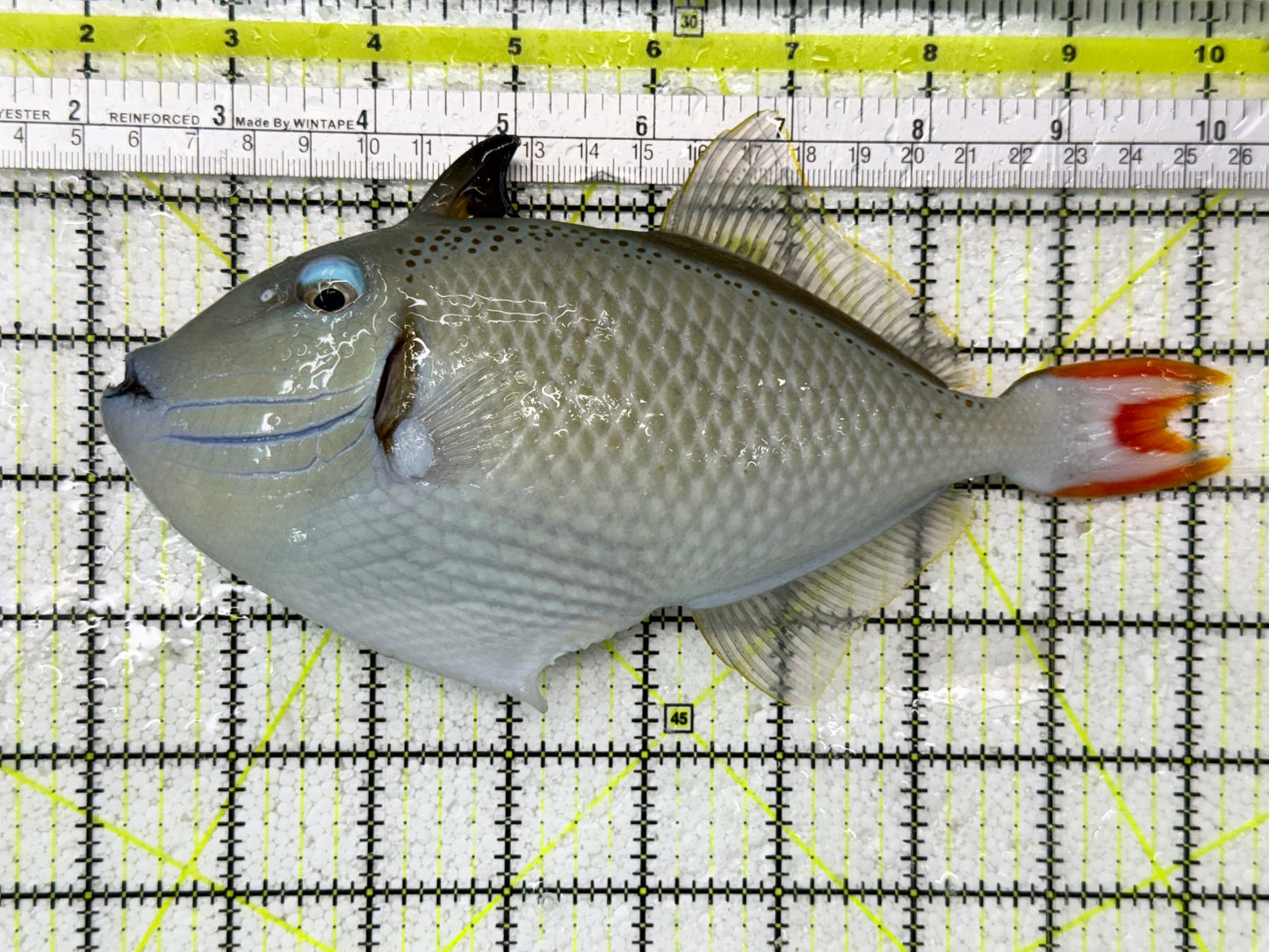 Super Male Kiri Trigger Show Size 8" and Above