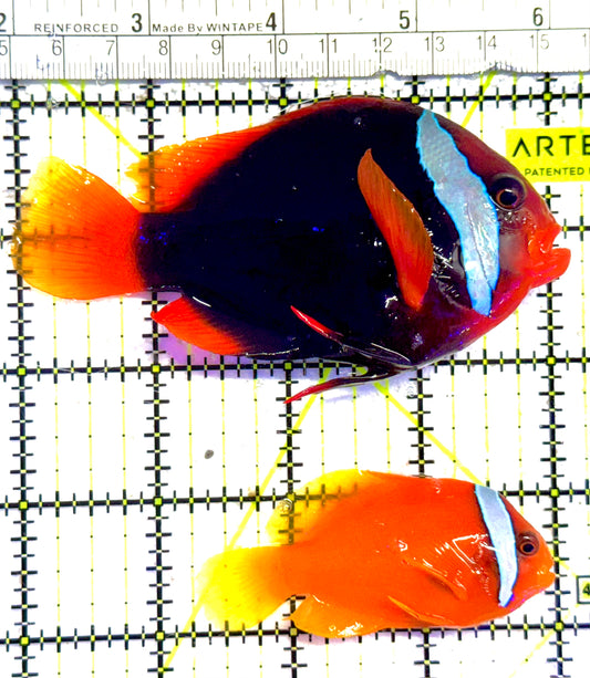 Cinnamon Clownfish Wild Caught Pair TCWCP030202 WYSIWYG Size: Show 4.25" approx