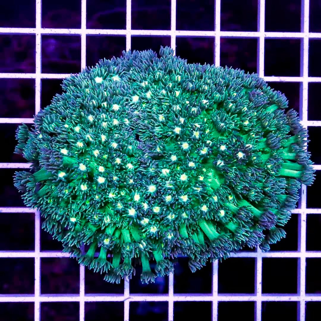 Aussie Neon Goniopora Mother Colony ANGMC022601 WYSIWYG
