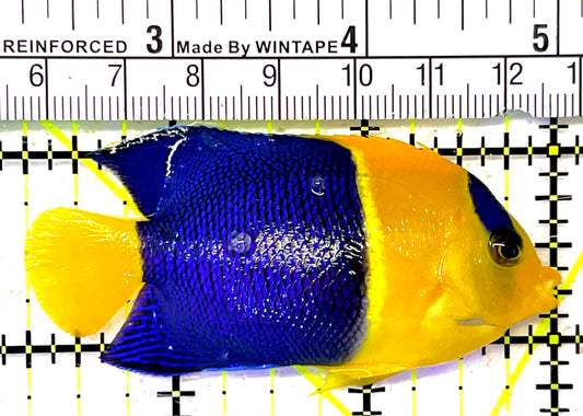 Bicolor Angelfish BA032001 WYSIWYG Size: L 2.75" approx