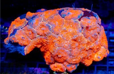 Indo Ultra Orange Bullseye Mushroom Mother Colony IUOBMMC101301 WYSIWYG