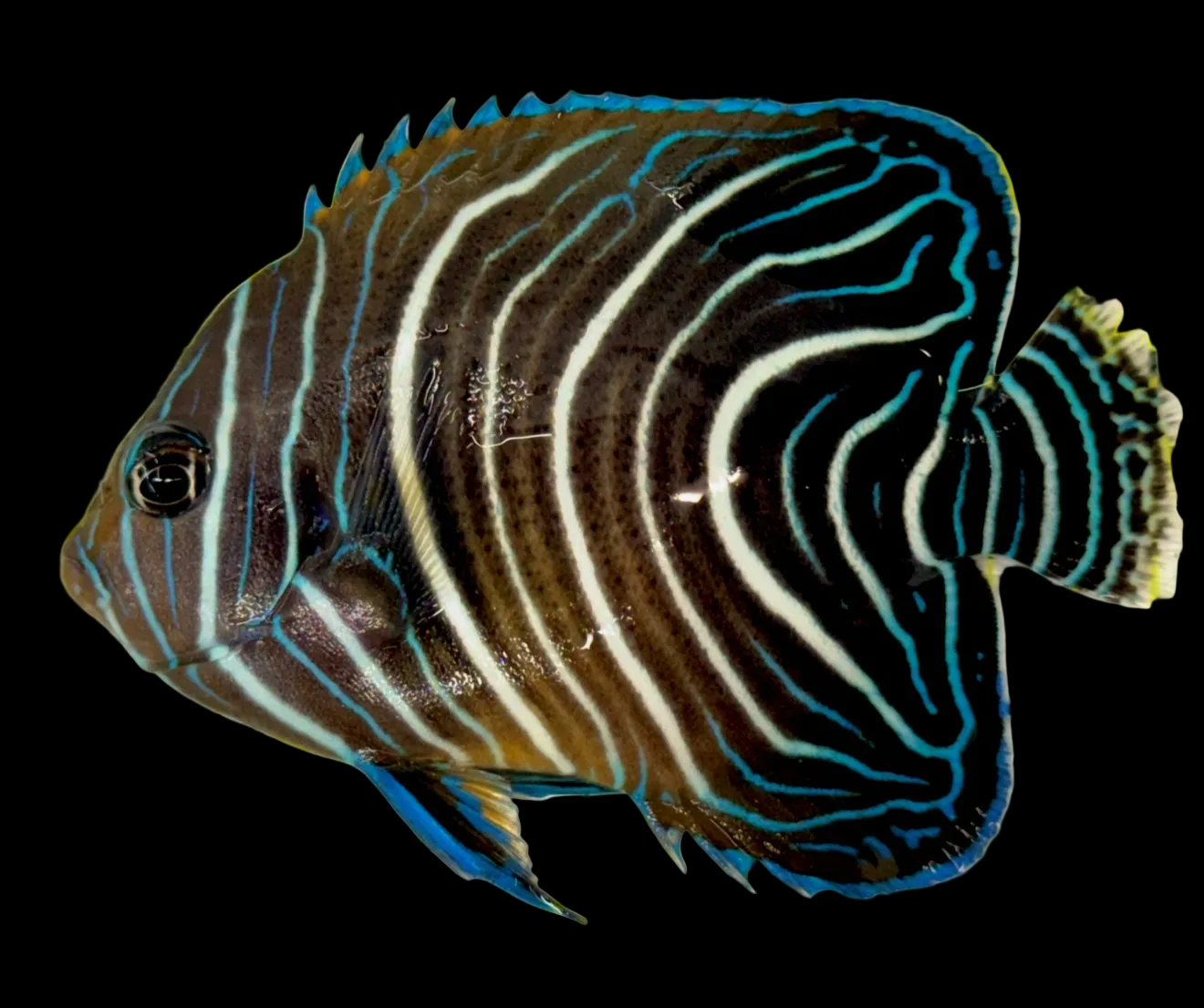 Koran Angelfish Juvenile Size: XL 4" to 5"