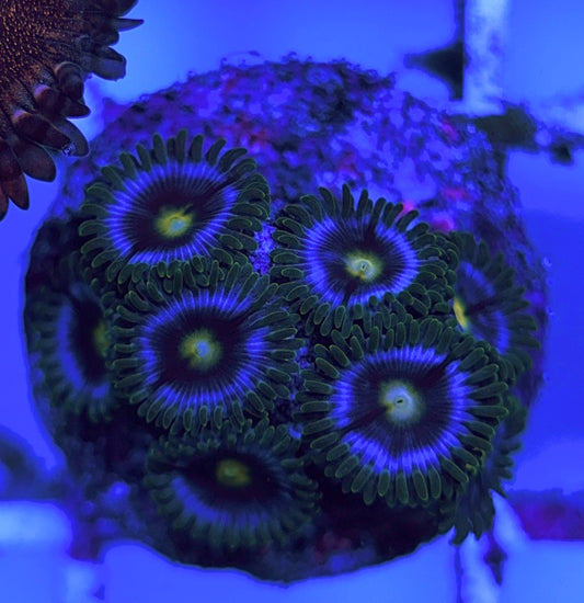 Aquacultured Zoanthids/Playthoa AZP031519 WYSIWYG