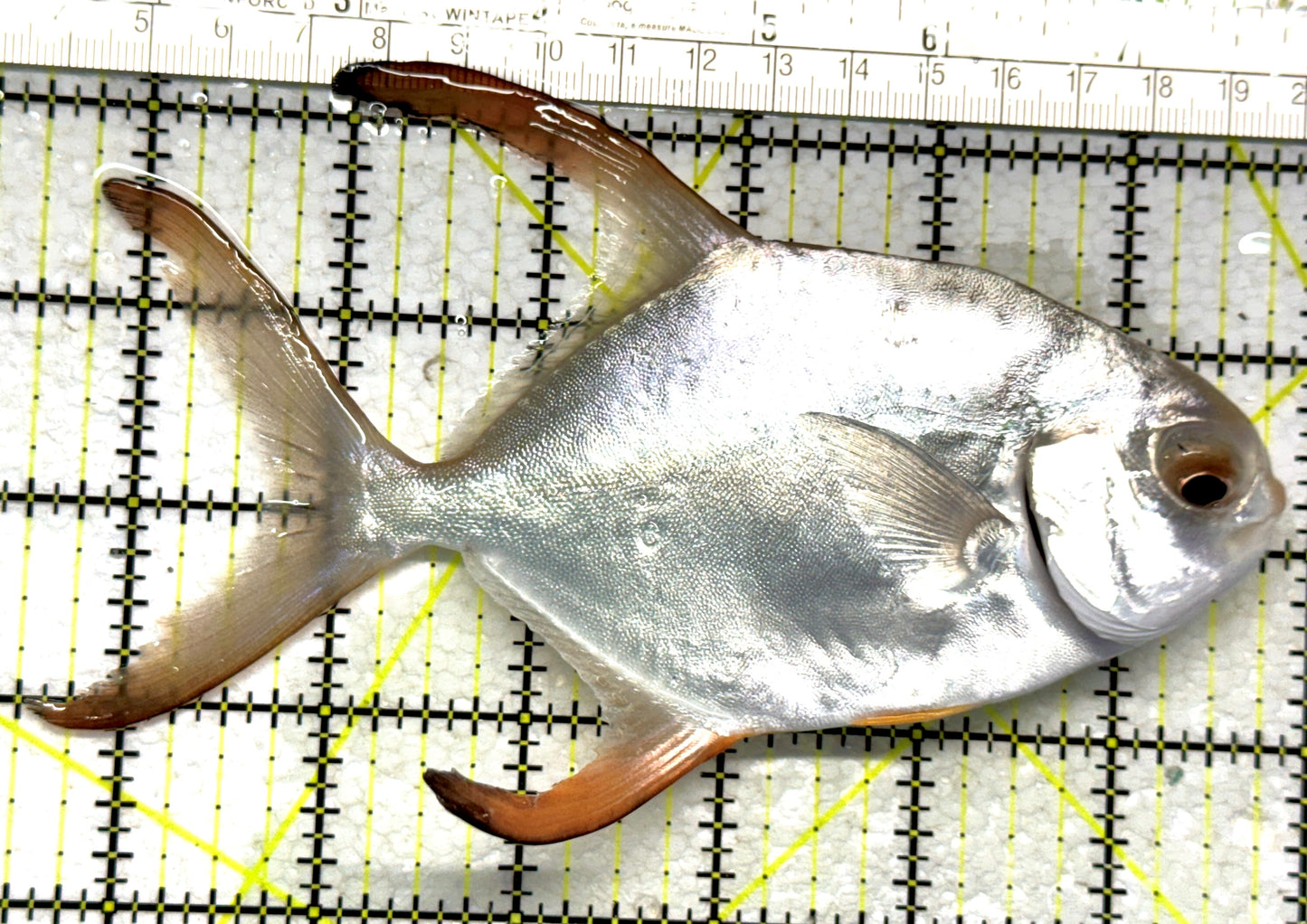 Round Pompano RP102801 WYSIWYG Size ML: 6.25" approx