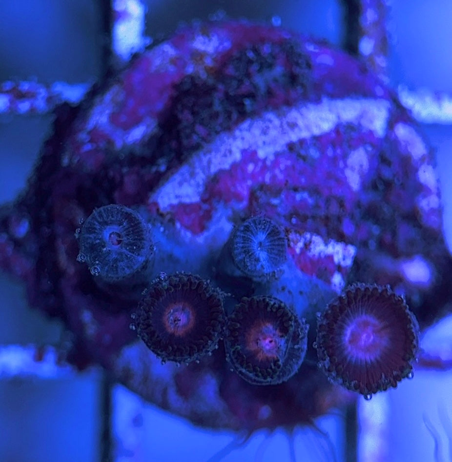 Aquacultured Zoanthids/Playthoa AZP031602 WYSIWYG