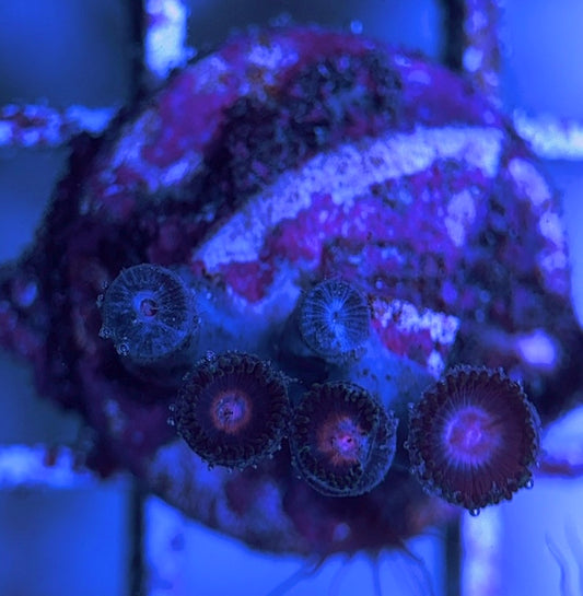 Aquacultured Zoanthids/Playthoa AZP031602 WYSIWYG