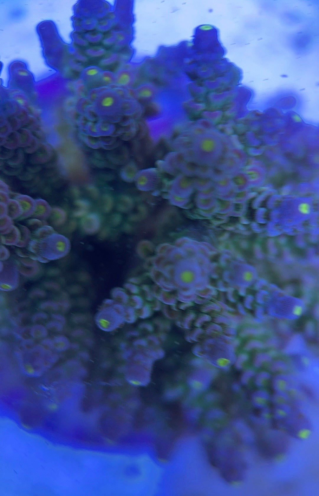 Java Maricultured Acropora Mother Colony JMAMC020405 WYSIWYG Size: M L 3" x H 3"x W 4"