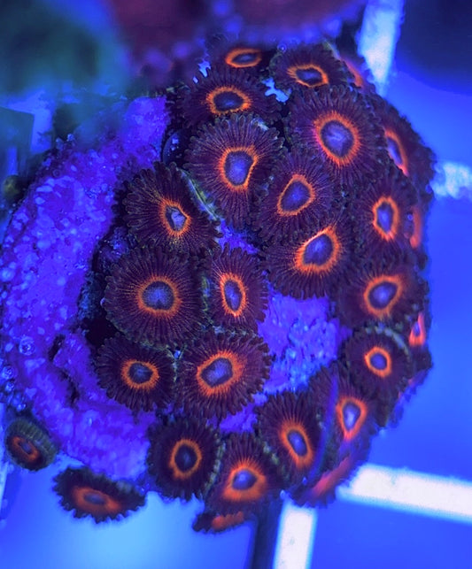 Aquacultured Zoanthids/Playthoa AZP031515 WYSIWYG