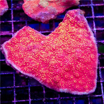 Aussie Gold Speckled Blood Red Chalice Mother Colony AGSBRCMC101301 WYSIWYG