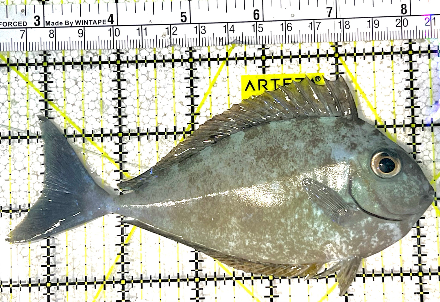 Black Tongue Blue Tail Unicorn Tang BTBTUT032103 WYSIWYG Size: L 5.75" approx