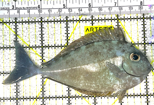 Black Tongue Blue Tail Unicorn Tang BTBTUT032103 WYSIWYG Size: L 5.75" approx