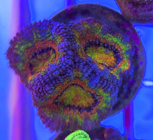 Aussie Acan Lordhowensis AAL031301 WYSIWYG