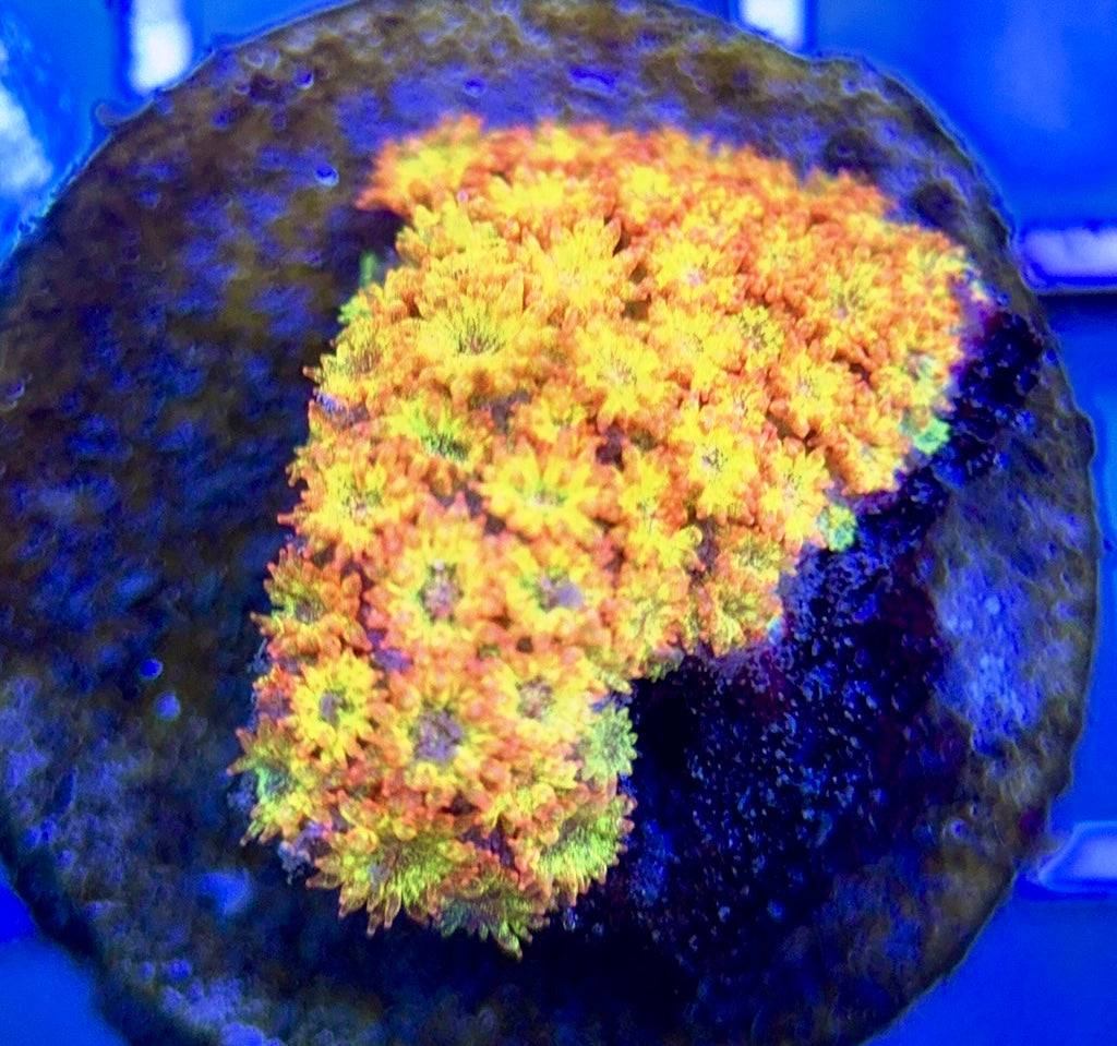 Laffy Taffy Goniopora Minor (Aquacultured) Size: M 0.5" to 1" Approx - Violet Aquarium 