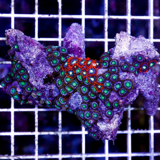 Aussie Ultra Zoanthids Mother Colony AUZMC022702 WYSIWYG