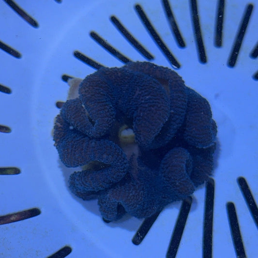 Blue Carpet Anemone Size: M 3" to 4" WYSIWYG