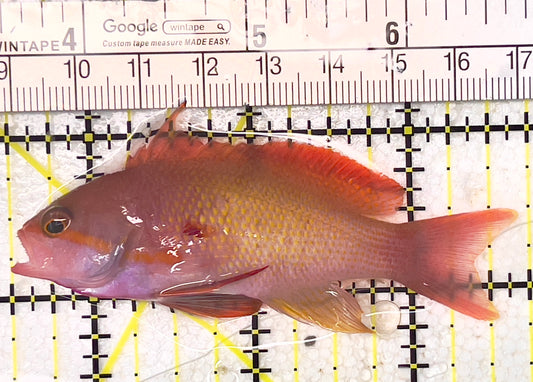 Male Lyretail Anthias (Maldives) MLA071903 WYSIWYG Size: L 3.25" approx