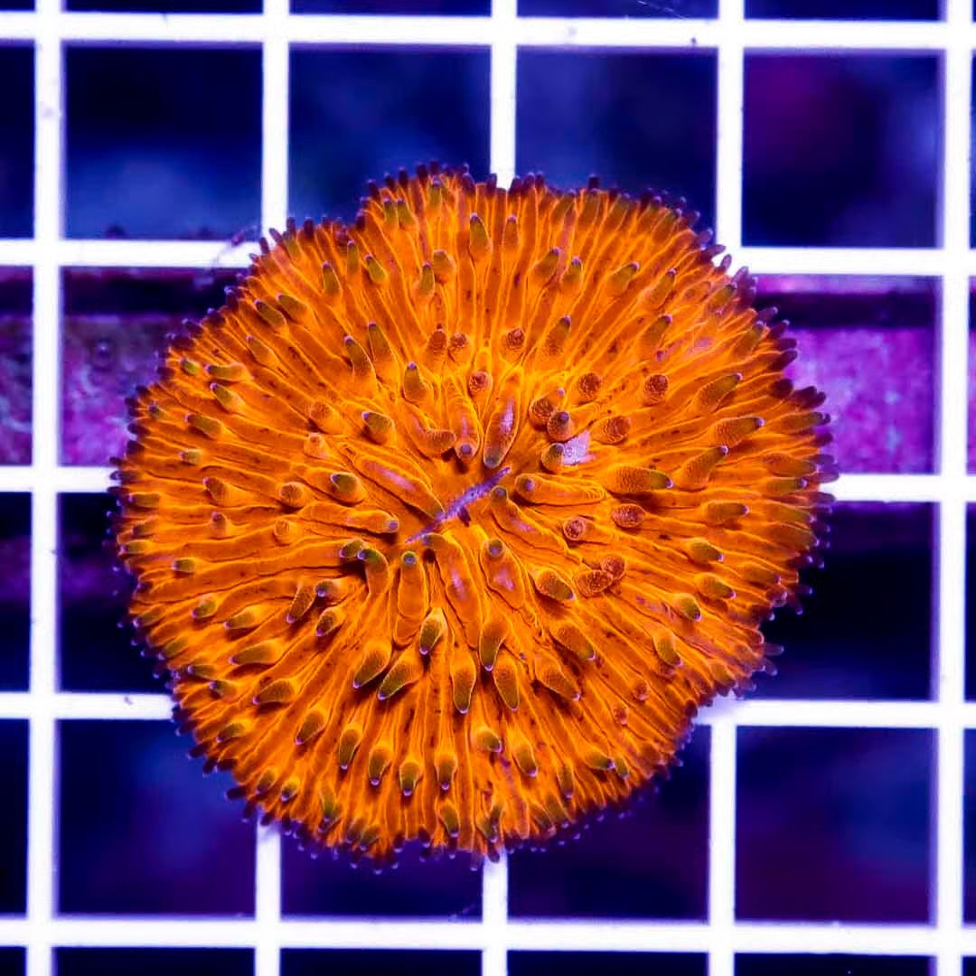 Aussie Ultra Orange Fugia Plate Size: L 1" to 2" Approx - Violet Aquarium 