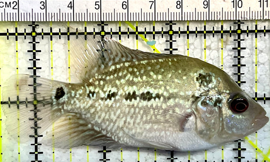 Flowerhorn Cichlid FC1200 WYSIWYG Size: S 4" Approx