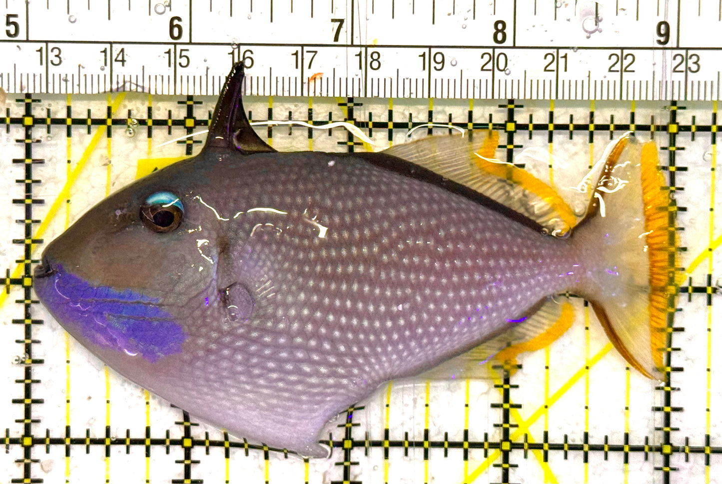 Male Blue Throat Triggerfish (Reefsafe) MBTT031303 WYSIWYG Size: ML 4" approx