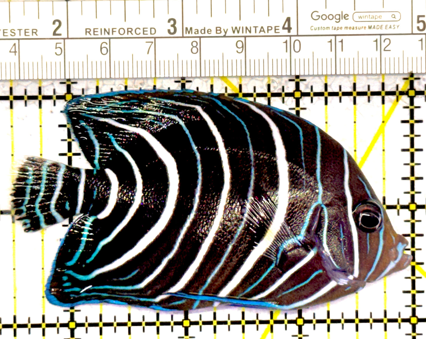 Koran Angelfish Juvenile KAJ122601 WYSIWYG Size: L 3.5" approx