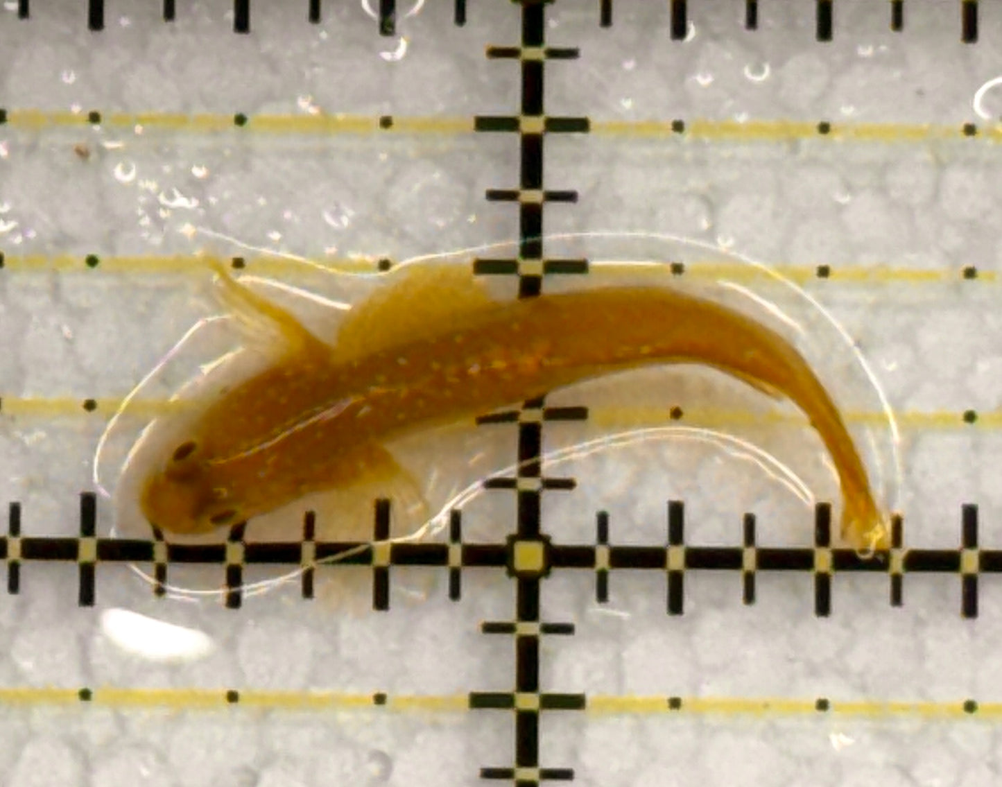 Yellow Watchman Goby YWG040102 WYSIWYG Size: S 1.75" approx