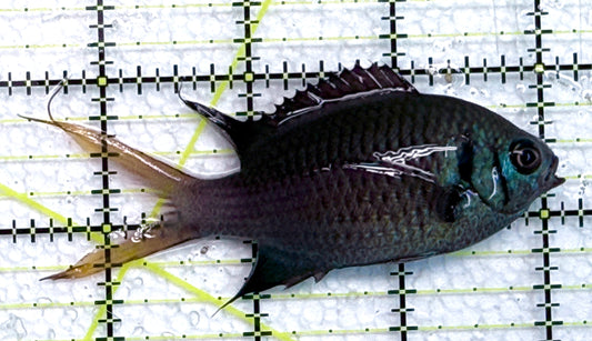 Yellowtail Double Bar Chromis YDBC040101 WYSIWYG Size: M 3.5" approx