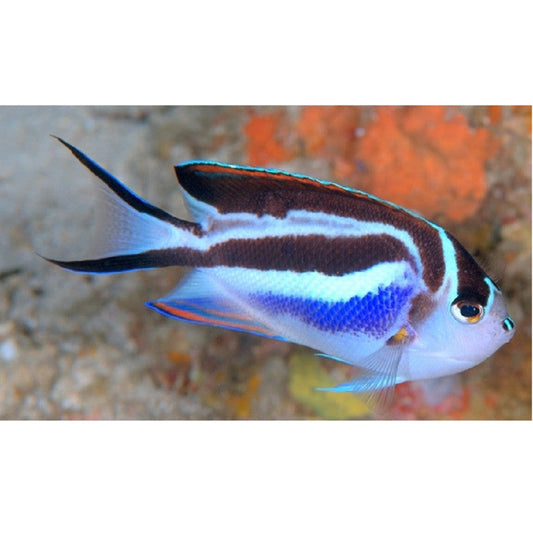 Bellus Angelfish - Violet Aquarium