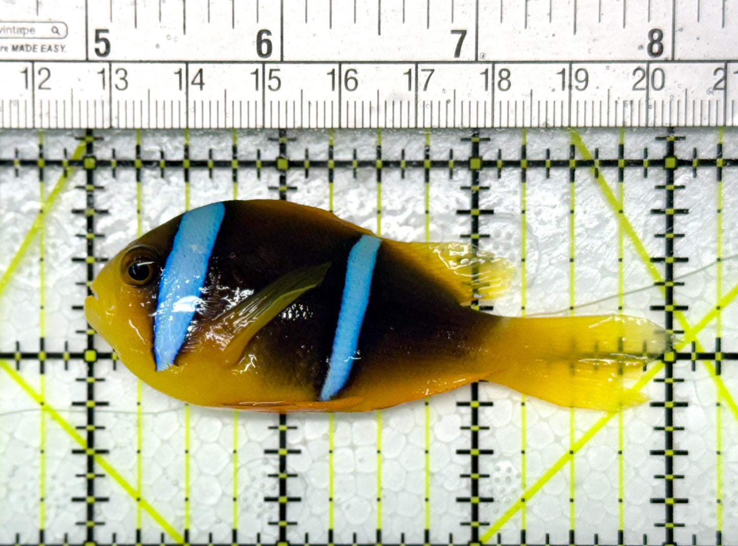 Rare Tonga Island Orangetail Bluestripe Clownfish RTIOBC111901 WYSIWYG Size : L 3" approx