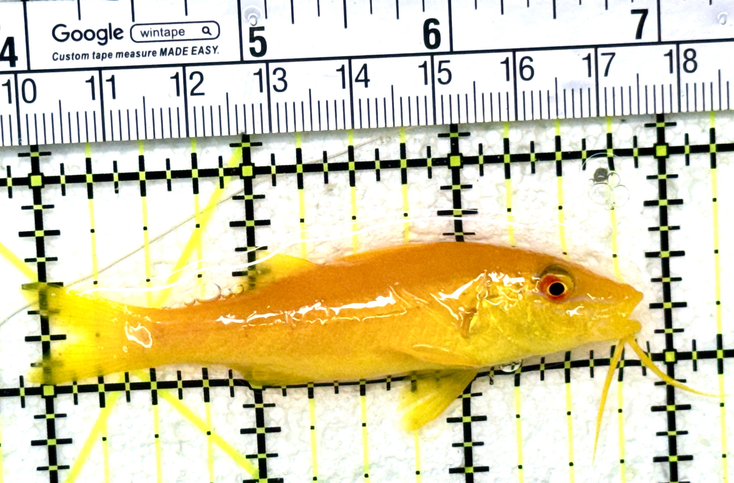 Yellow Goatfish YG050401 WYSIWYG Size: L 3" approx